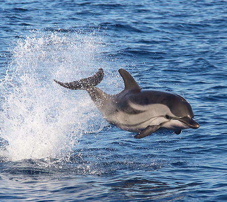 Delfino che salta fuori dall'acqua
