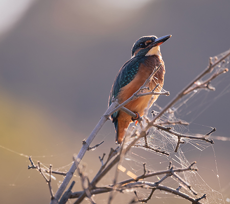 Martin pescatore posato su un ramo con ragnatele