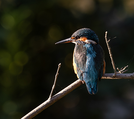 Martin pescatore visto di spalle su un ramo