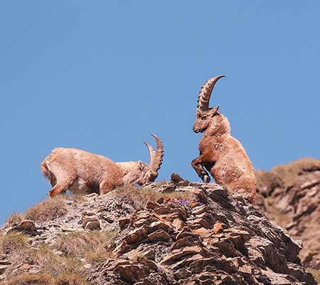 Due stambecchi in cima a una roccia
